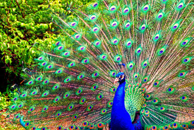 Close-up of peacock