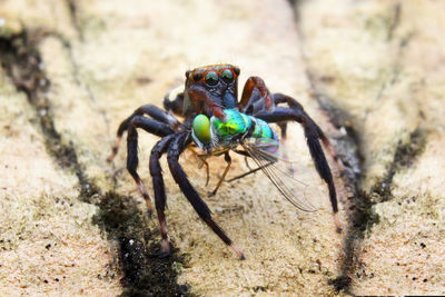 Close-up of insect on land