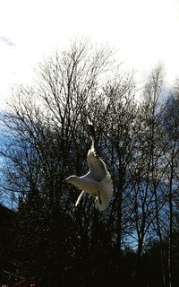 Low angle view of bird flying against bare trees