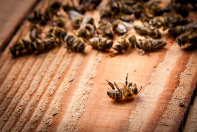 High angle view of bees on wood