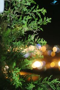 Close-up of plants against trees at night