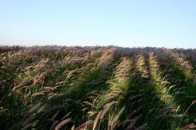 Scenic view of field against clear sky