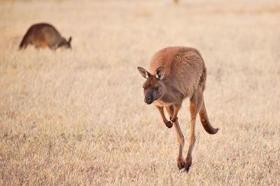 Kangaroo jumping along