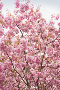 Pink cherry blossoms in spring