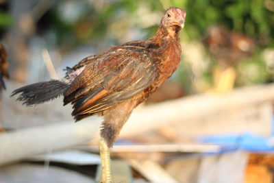 Close-up of bird perching on wood