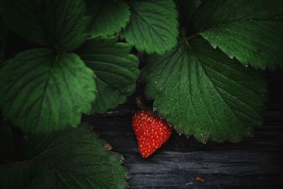 Full frame shot of fruits on plant