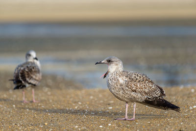 Seagulls perching on a beach