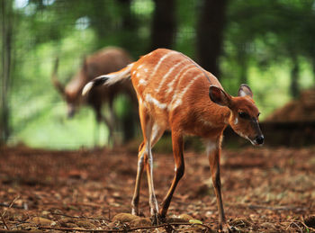 Deer in forest