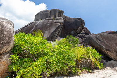 Plants and rocks against sky