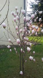 Pink flowers blooming in park