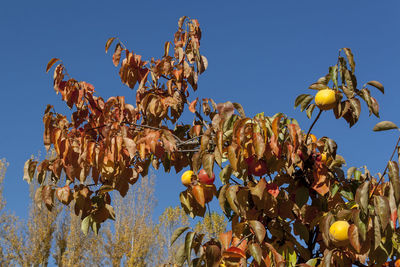 Low angle view of flowering plants against blue sky