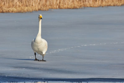 Portrait of whooper swan at frozen lakeshore