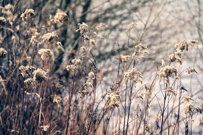 Close-up of plant growing on field