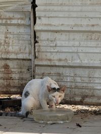 White cat sitting on wood against wall