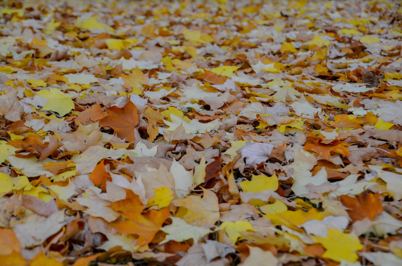 CLOSE-UP OF AUTUMN LEAVES