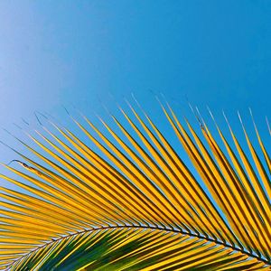 Low angle view of palm tree against blue sky