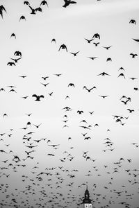 Flock of birds flying against clear sky