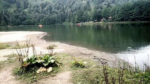 Scenic view of lake in forest