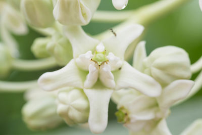 Close-up of white flowering plant in park