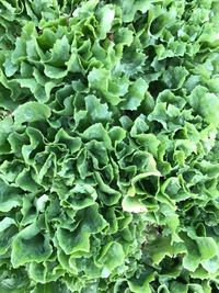 Full frame shot of vegetables