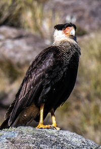 Close-up of owl perching on rock