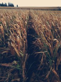 Crop on field against cloudy sky