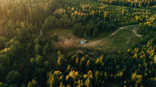 High angle view of trees in forest