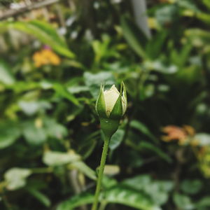 Close-up of plant