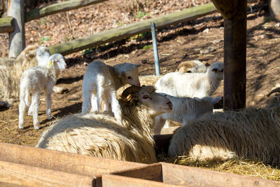 Sheep in pen