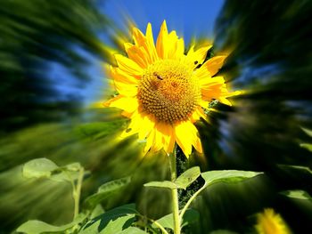 Close-up of sunflower