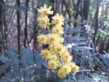 Close-up of yellow flowering plant