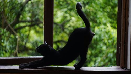 Close-up of black cat in zoo