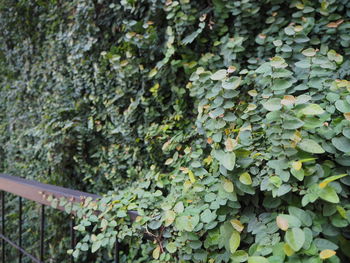 Close-up of ivy growing on tree trunk