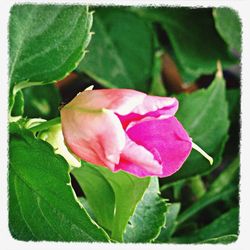 Close-up of pink rose