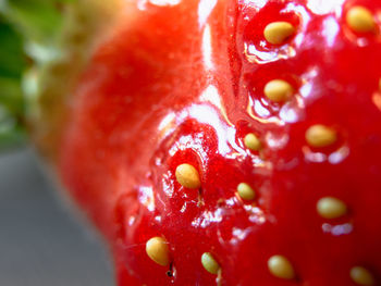 Close up of red flower