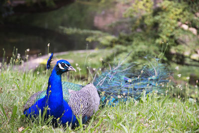 High angle view of peacock on field