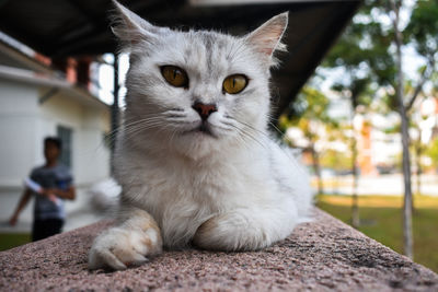 Portrait of cat sitting outdoors