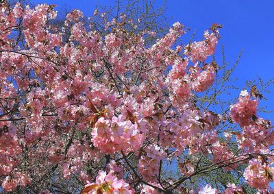 Low angle view of pink flowering tree