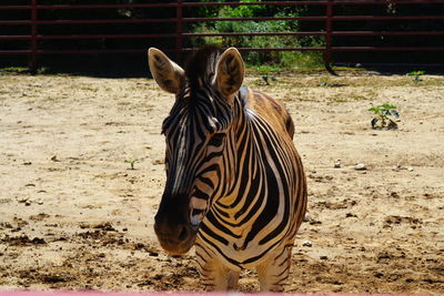 Zebra standing on field