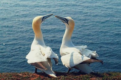 Swan on lake