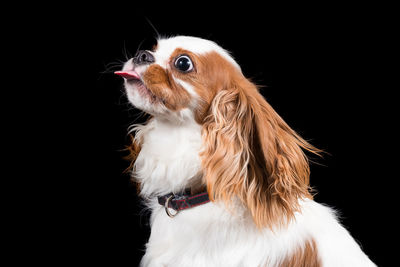 Close-up of dog looking away against black background