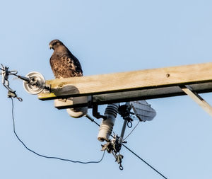 Low angle view of bird perching on cable against clear sky