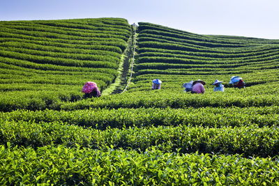 Farmers are picking tea leaves in a tea plantation of nantou, taiwan.