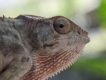 Iguana Reptile