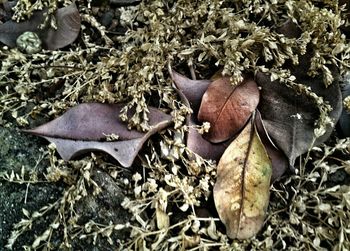 Full frame shot of leaves