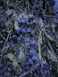 Close-up of purple flowering plant
