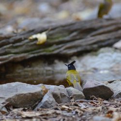 Close-up of bird on rock