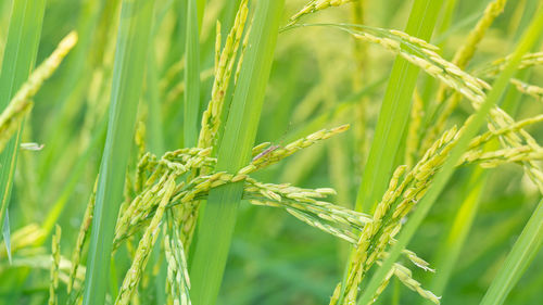 Close-up of wheat growing on field