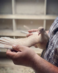 Close-up of hand holding bird