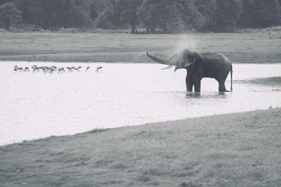 Elephant in a lake